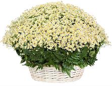 Цветочная композиция из Ромашки в корзине #REPLACE_PRED# ЗЯБ Набережные Челны